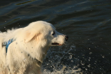 White Dog Swimming
