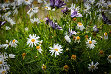 Summer garden in the Cyprus
