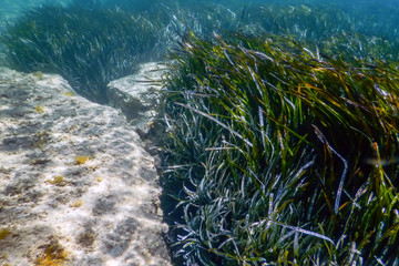Underwater background with seaweed