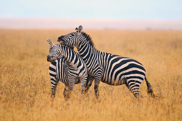 Fototapeta na wymiar Zebras fighting in the savannah.
