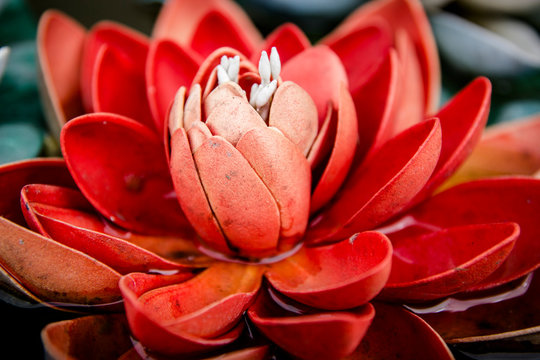 Flor de loto roja rojo acuática Loto rojo acuático