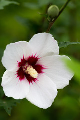 ムクゲ（神代植物公園）