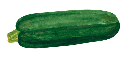 Vegetable, zucchini, hand drawn watercolor illustration isolated on white with clipping path