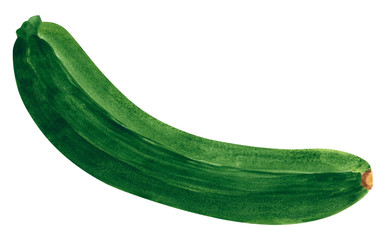 Vegetable, zucchini, hand drawn watercolor illustration isolated on white with clipping path