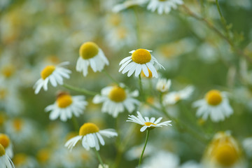 Nature background with wild flowers camomiles. Close up. 