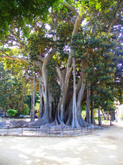 Ficus - Palermo - Sicilia