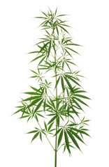 Marijuana leaves isolated on white without shadow