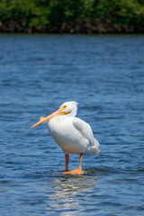 White Pelican