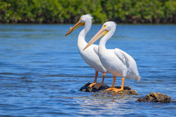 White Pelican