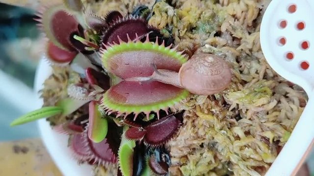 Venus flytrap eating a snail
