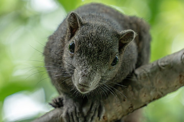 The brown squirrel is on the frangipani tree. It was looking forward.