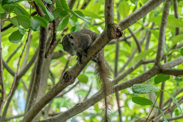 The brown squirrel is on the frangipani tree. It was looking forward.
