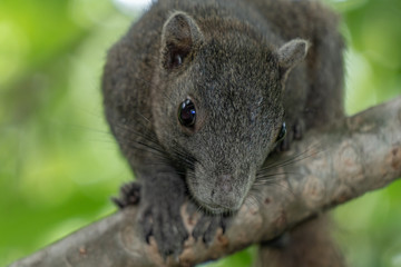 The brown squirrel is on the frangipani tree. It was looking forward.
