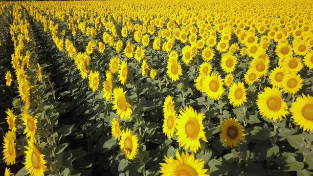 Field of blooming sunflowers on a windy sunny day