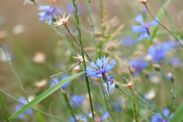 Close up of cornflowers. Selective focus. Plant background.