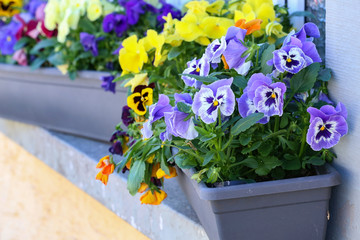 Beautiful pansies grow in the garden near the house