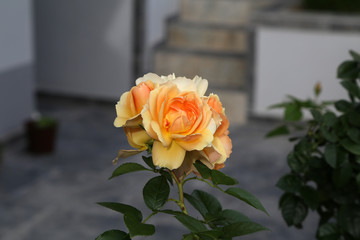 Beautiful rose grows in the garden near the house
