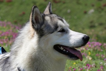 Alaskan Malamute