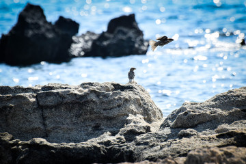 Wild birds sitting in Cyprus