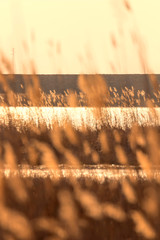 Dry reed bending over the water. Sunset on the river