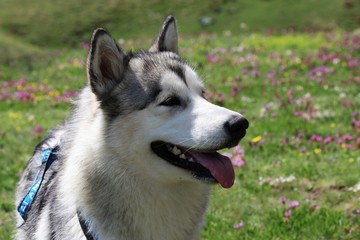 Alaskan Malamute