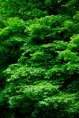 神代植物公園の紅葉の新緑