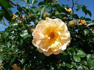 Beautiful large yellow rose in the garden