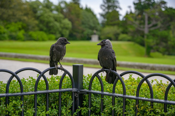 Pair of black birds