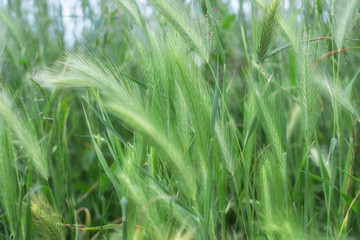  background of field plants blurred. Spikelets on a green background. Summer background. 