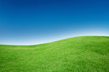 Green Grass Field Texture with Blank Copyspace Against Blue Sky