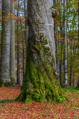 Landscape in the forest in autumn season