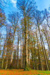 Landscape in the forest in autumn season