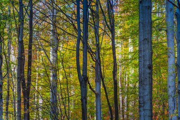 Landscape in the forest in autumn season