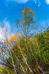 Landscape in the forest in autumn season