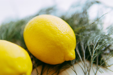 Fresh lemon over green evergreen leaves with water drops