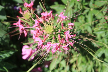 flowers pink green purpuple black white