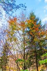 Autumn colors landscape