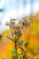 Autumn colors landscape