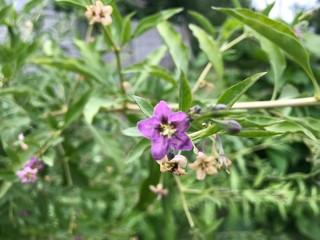 purple flowers in the garden