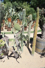 flowers pink green purpuple black white