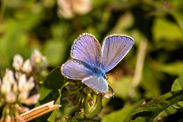 Fototapeta premium Blue butterfly on a wildflower in a grass at summer