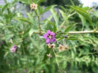 bee on flower