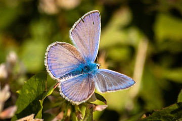 Blue butterfly on a wildflower in a grass at summer