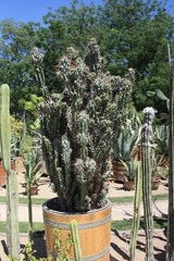 flowers pink green purpuple black white