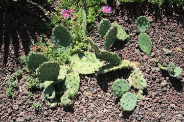 flowers pink green purpuple black white