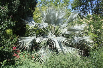 flowers pink green purpuple black white