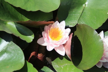 flowers pink green purpuple black white