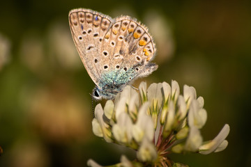 Blue butterfly on a wildflower in a grass at summer