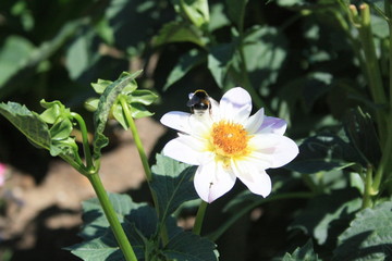 flowers pink green purpuple black white