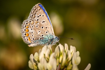Fototapeta na wymiar Blue butterfly on a wildflower in a grass at summer